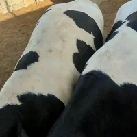 گوساله کشتاری