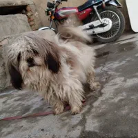 سگ پا کوتاه|سگ|کنگاور, |دیوار