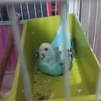 یک جفت مرغ عشق|پرنده|رباط‌کریم, رباط‌کریم|دیوار