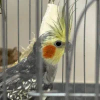 عروس هلندی