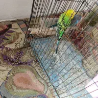 مرغ عشق سالم|پرنده|نگین شهر, |دیوار