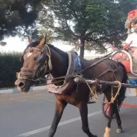 اسب کالسکه سیاه کهر سن 6سال دست پا سالم