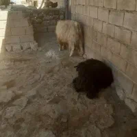 بز نر ساورین|حیوانات مزرعه|چرداول, |دیوار