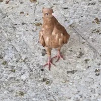 کبوتر|پرنده|خرمشهر, |دیوار