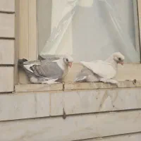 کبوتر کفتر بلژیکی دوکت دم ساتن پاپر کوکلی سینه فر