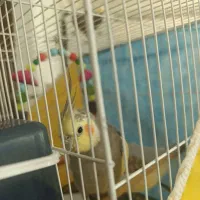 عروس هلندی با قفس و وسایل