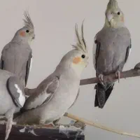 ۳ تا عروس هلندی ۷ ماهه با قفس و همه لوازم