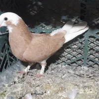 سلام سه عددابلاغ زردماده هستن هرسه تاش