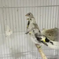 سهره قناری مست