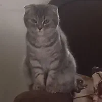 گربه اسکاتیش ماده ۷ ماهه