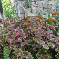 گل حسن یوسف و باباادم و پوتوس و سانسوریا|گل و گیاه طبیعی|رحیمآباد, |دیوار