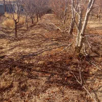 خدمات کشاورزی  با انصاف تیلر سم پاش هرس چال کود