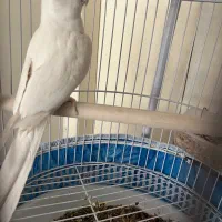 عروس هلندی|پرنده|اصفهان, شاهزید|دیوار