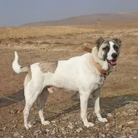 دو عدد سگ یک عدد شیتزو ماده و یک عدد سگ نگهبان نر|سگ|شاهین دژ, |دیوار