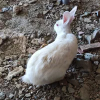 فروش خرگوش واکسینه شده و سالم
