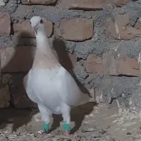 ماده کله هماکاکلی