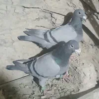 کبوتر|پرنده|زابل, |دیوار