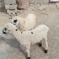 بره نروماده دوتا بز ماده کهره