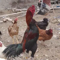 خروس لاری