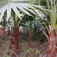 پالم واشنگتن|گل و گیاه طبیعی|طاهرگوراب, |دیوار