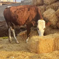 گاو قرمز اولین شکم