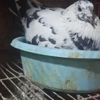 کبوتر کفتر خارجی انگلیسی ایرلندی رستاخیز|پرنده|تهران, شهید رجایی|دیوار