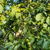 نهالستان پالیز دارای مجوز جهاد کشاورزی|خدمات باغبانی و درختکاری|خدا آفرین, |دیوار