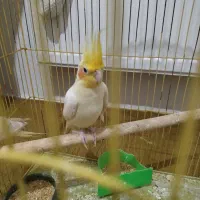 عروس هلندی نر مست|پرنده|مشکین‌دشت, |دیوار