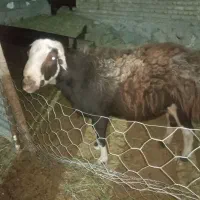 قوچ