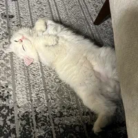 گربه بریتیش|گربه|تهران, شهرک غرب|دیوار