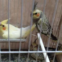 جوجه عروس هلندی