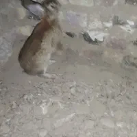 خرگوش نر بزرگ