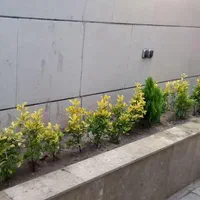 خدمات چمن کاری نهال کاری گل کاری باغبانی گلکاری|خدمات باغبانی و درختکاری|مشهد, توس (بلوار توس)|دیوار