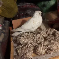 کفش پاپر ماده