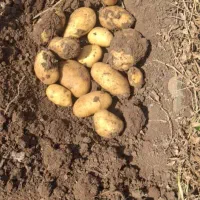 سیب زمینی تازه جلی به صورت عمده
