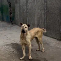 سرابی بز