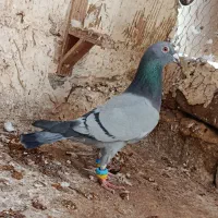 کفتر قلدور پرشی