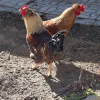 دو عدد خروس ۹ماه