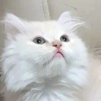 واگذاری توله گربه نژاد اسکاتیش