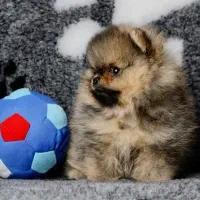 پامرانین و پوودل بازدید حضوری تحویل در دامپزشکی|سگ|اصفهان, باغ زرشک|دیوار