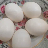 تخم کفتر تازه