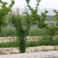 فروش زمین ۵۵۰ متری|فروش زمین و ملک کلنگی|اصفهان, آبشار|دیوار
