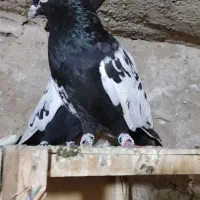 دو جفت طوقی وسینه ای