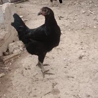 مرغ|حیوانات مزرعه|کازرون, |دیوار