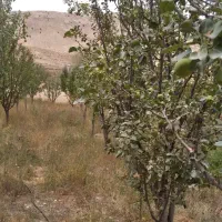 باغ پشت شهمیرزاد منطقه آسوران|فروش زمین و ملک کلنگی|شهمیرزاد, |دیوار