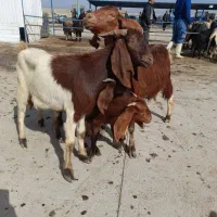 دو راس بز با بزغاله ی 25کیلویی