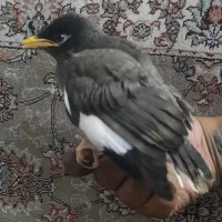 مرغ مینا سخنگو|پرنده|قم, آذر (نکویی)|دیوار