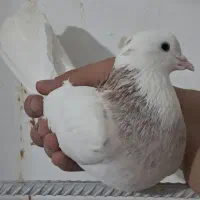 طوقی کبوتر|پرنده|مسجد سلیمان, |دیوار