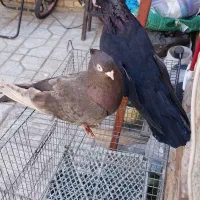کبوتر زاغ صربستانی|پرنده|ارومیه, |دیوار