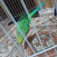 طوطی ملنگو|پرنده|بندرعباس, |دیوار